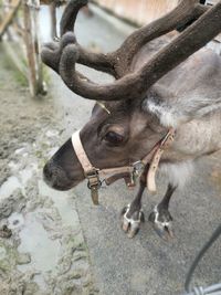 Close-up of horse standing outdoors