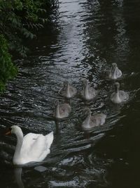High angle view of swan swimming in lake