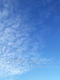 Low angle view of birds flying in sky