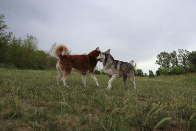 Two husky on gras