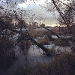 Bare tree in lake against sky