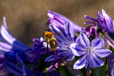 Close-up of bee pollinating on purple flower
