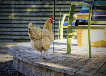 Chicken on patio