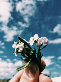 Close-up of hand holding flowering plant