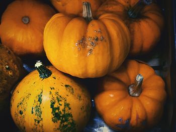 Close-up of pumpkins