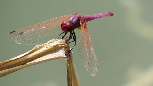 Close-up of dragonfly on twig