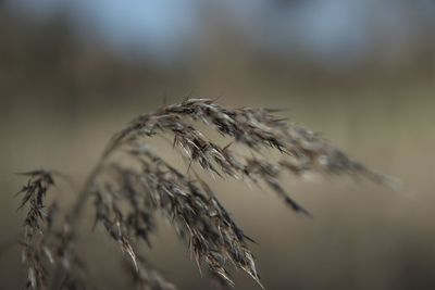 Close-up of wheat growing on field