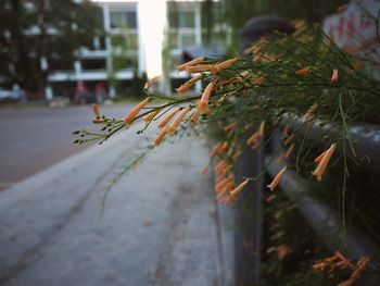 Close-up of plant on street