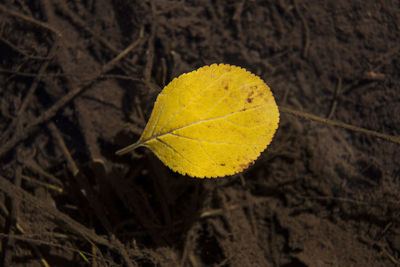 Close-up of yellow autumn leaves on land