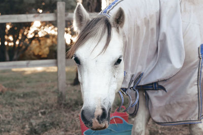 Close-up of white horse in ranch