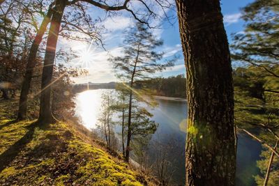 Scenic view of lake against trees in forest