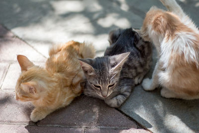 Close-up of cats relaxing outdoors