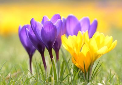 Close-up of purple crocus blooming outdoors