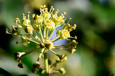 Close-up of plant growing outdoors