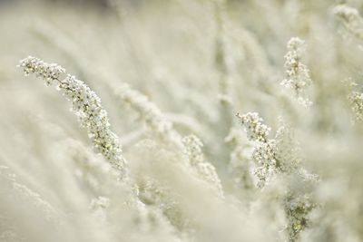 Close-up of snow on plant