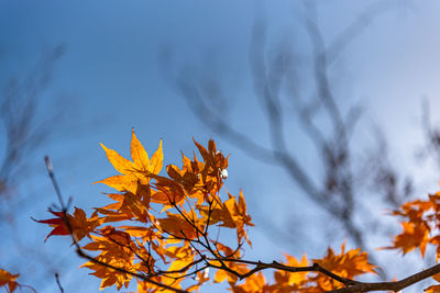 Low angle view of autumnal leaves against sky