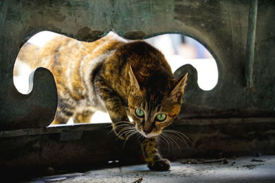 Portrait of cat sitting outdoors