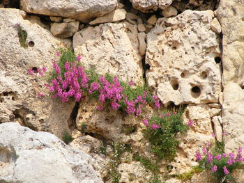 Flowers growing on rock against wall