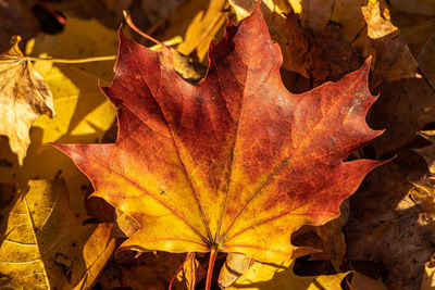 Close-up of autumn leaves