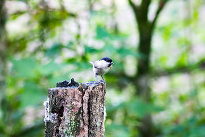 Bird perching on wooden post