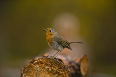 Close-up of bird perching on leaf