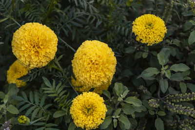 High angle view of yellow flowering plant