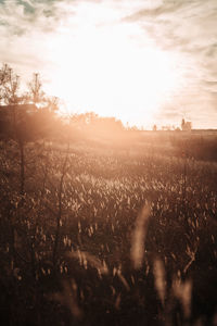 Scenic view of field against sky during sunset