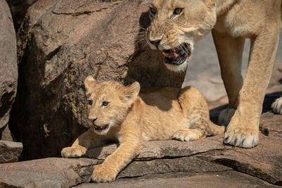 Cub lies on rock with snarling lioness