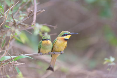 Close-up of bird perching on plant