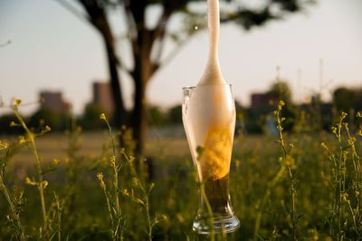 Close-up of glass on field