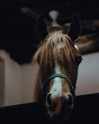 Close-up of horse