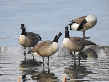 Flock of birds on the lake