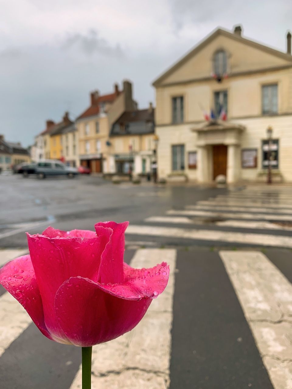 CLOSE-UP OF PINK ROSE ON STREET BY BUILDINGS