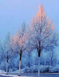 Bare trees against sky