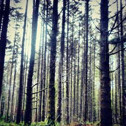 Low angle view of trees in forest