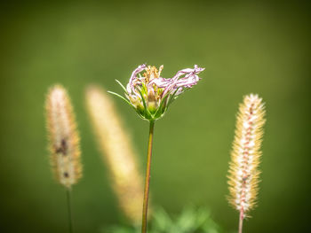 Close-up of flowering plant