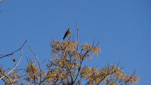 Low angle view of bird perching on tree against clear blue sky