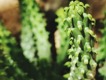 Close-up of fresh green plants