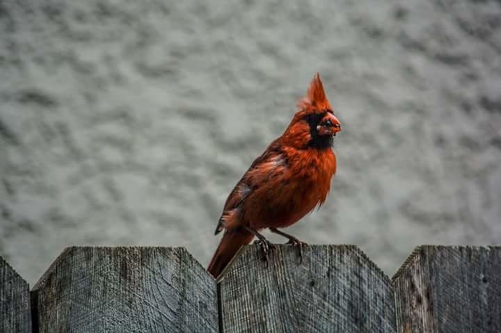 animal themes, animal, one animal, bird, focus on foreground, no people, vertebrate, wood - material, perching, male animal, livestock, day, animal wildlife, domestic animals, barrier, chicken - bird, boundary, nature, fence, animals in the wild, outdoors, profile view