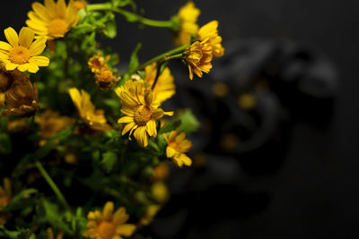 Bouquet of fresh spring yellow daisy flowers on dark background in studio