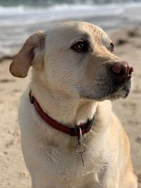 Close-up of dog looking away