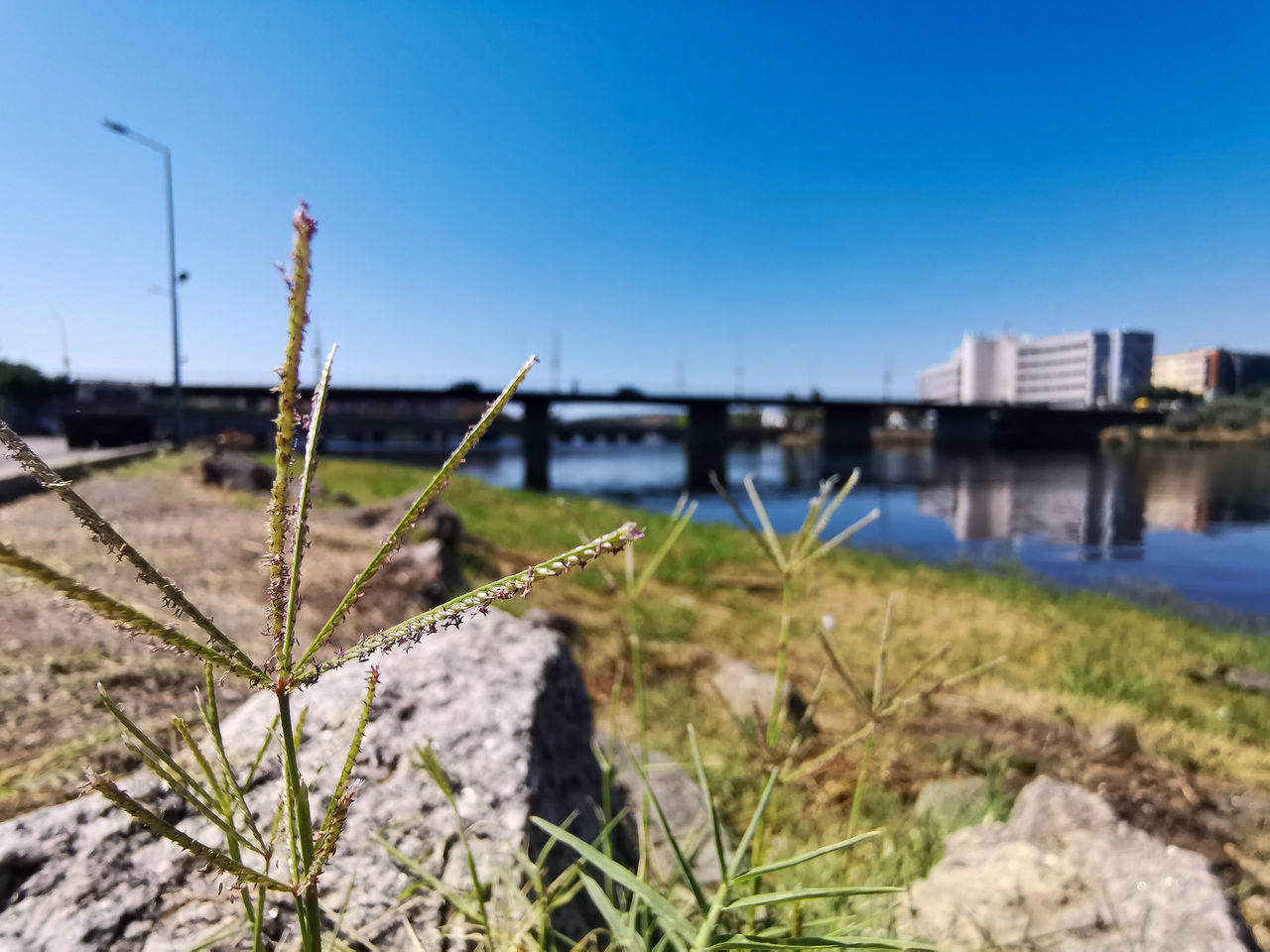 GRASS BY RIVER AGAINST CLEAR BLUE SKY