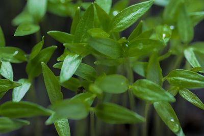 Full frame shot of fresh green plants