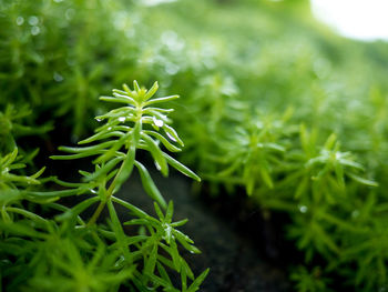 Close-up of plant growing on field