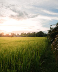 Scenic view of agricultural field against sky