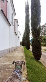 Dog amidst trees against sky