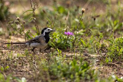 Close-up of bird perching on field