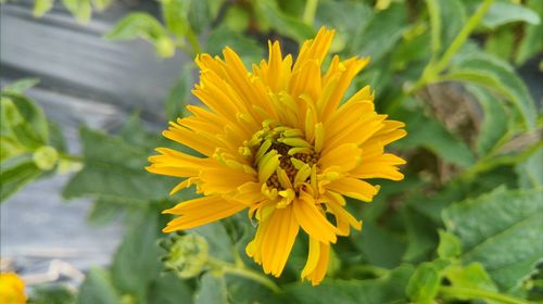 Close-up of bee on yellow flower