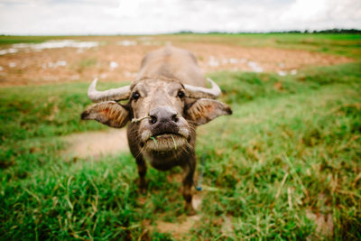 Portrait of buffalo standing on field