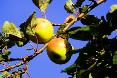 Low angle view of apple tree against sky